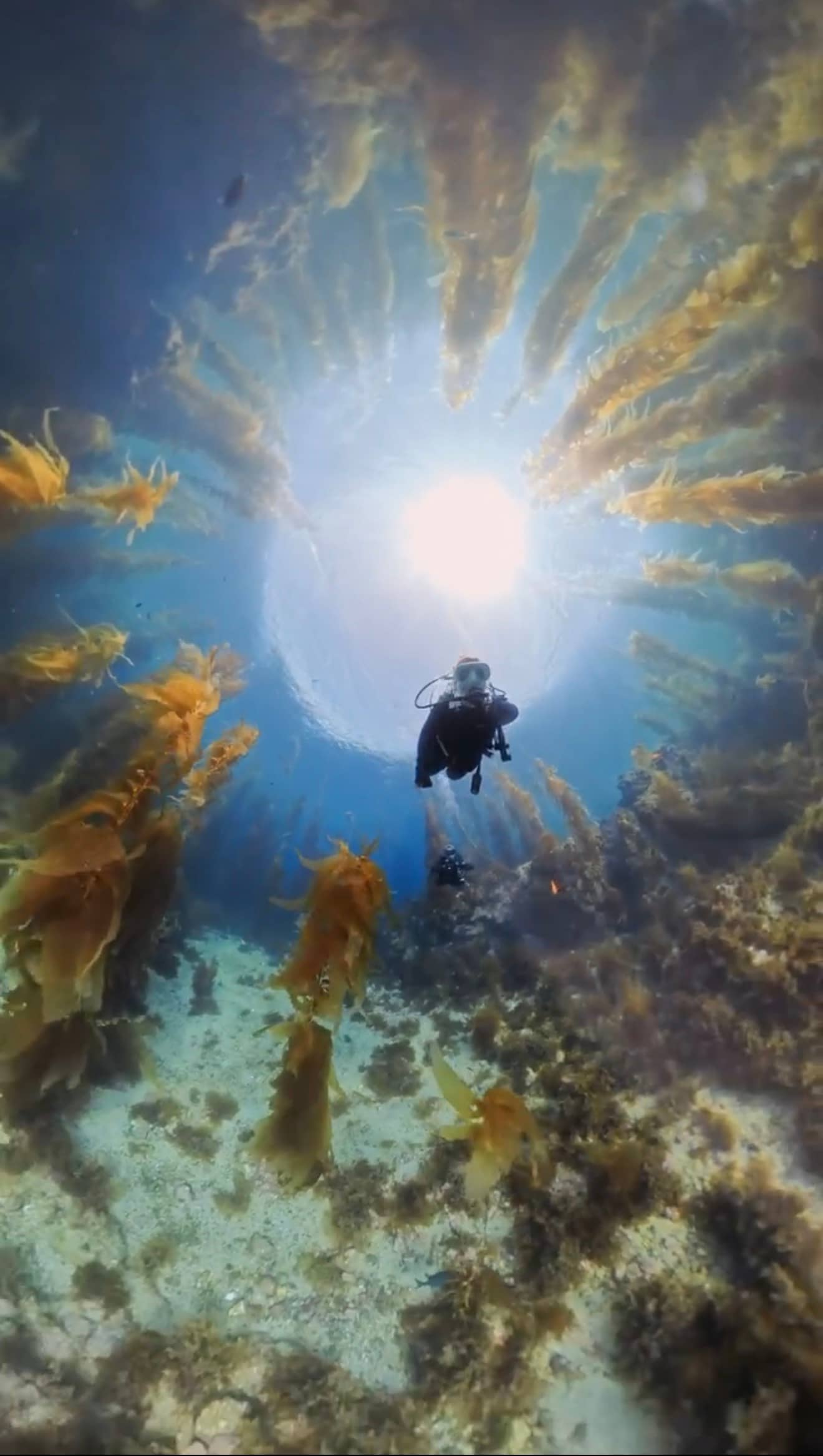 Scuba divers in Southern California kelp forests