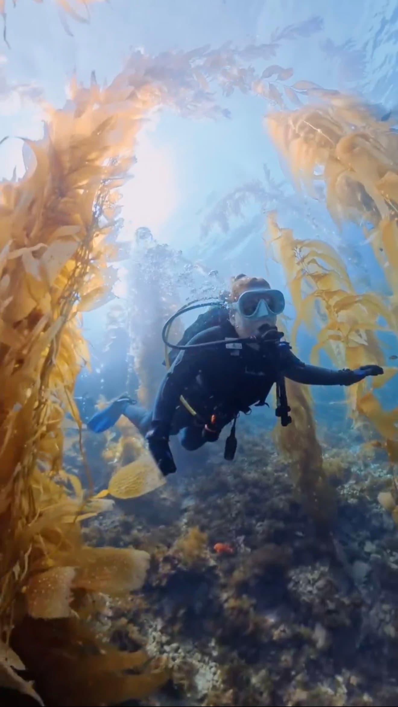 Scuba diving in Los Angeles with Scuba Life
