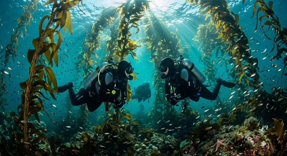 Open Water Diver certification course with Scuba Life