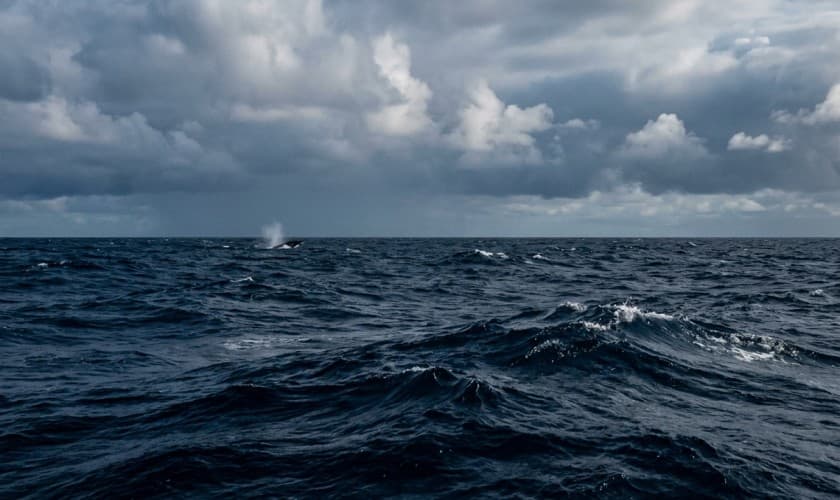 Socorro Islands liveaboard scuba diving with Scuba Life